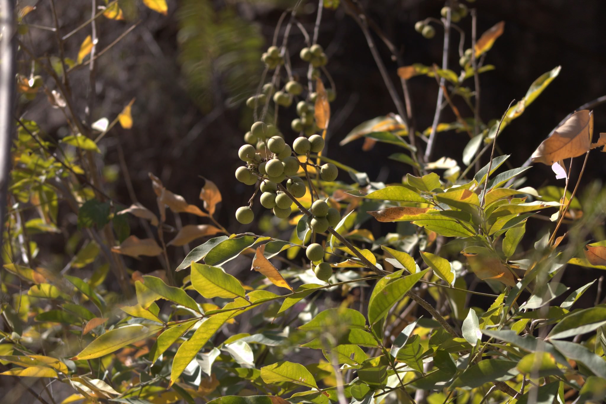 Sapindus saponaria 